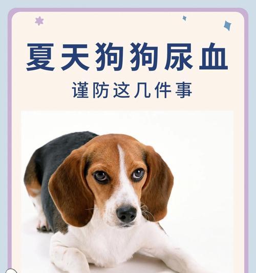 狗狗肝肾衰竭什么症状？如何及时发现并处理？