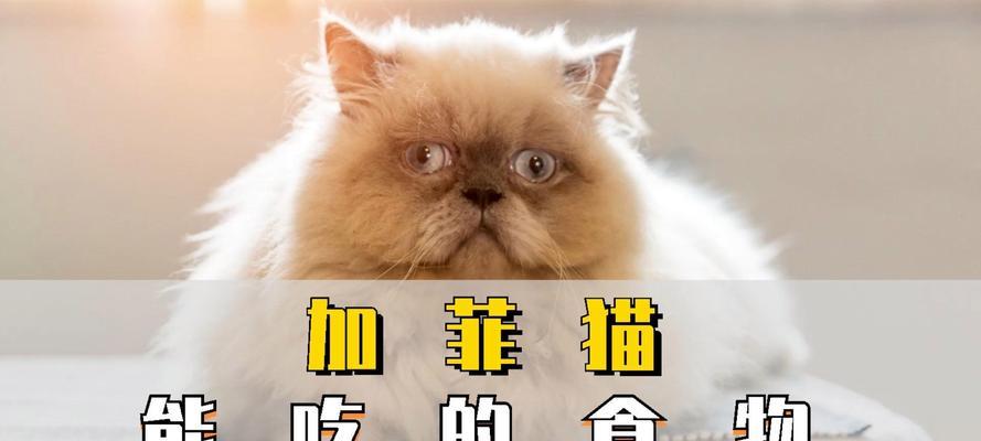 加菲猫吃什么牌子的猫粮好？有哪些好吃又便宜的选项？