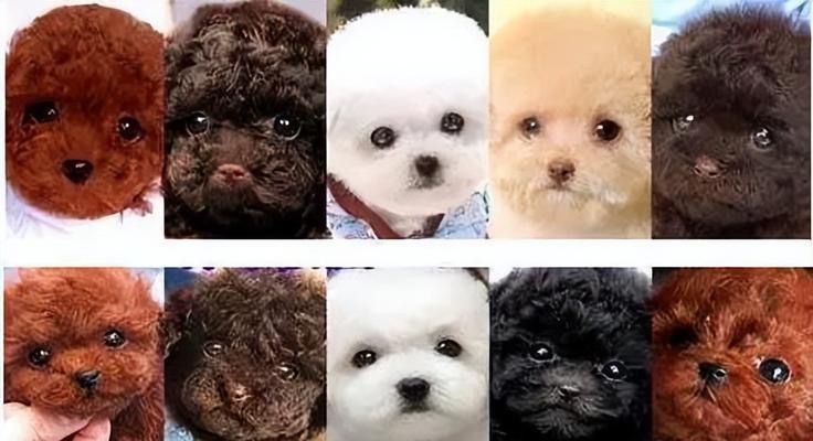 贵宾犬刚出生时是什么样子？如何照顾新生贵宾犬？