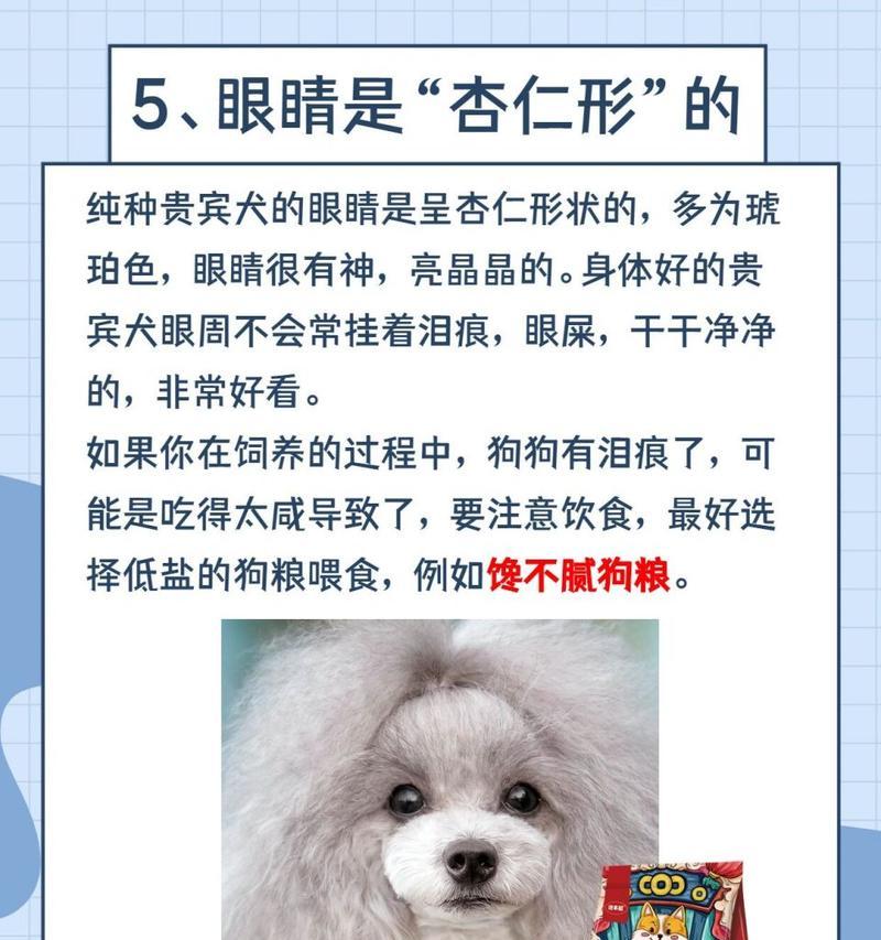 纯种贵宾犬有多少种颜色？各有什么特点？