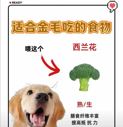 金毛幼犬可以吃鹌鹑蛋清吗？鹌鹑蛋清对金毛幼犬有何影响？