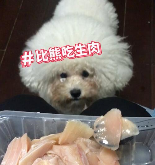 五个月大的比熊可以吃鸡胸肉吗？每天应该吃多少克？