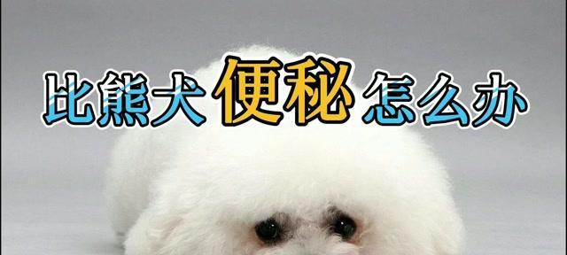 比熊犬吃猪骨头后便秘怎么办？