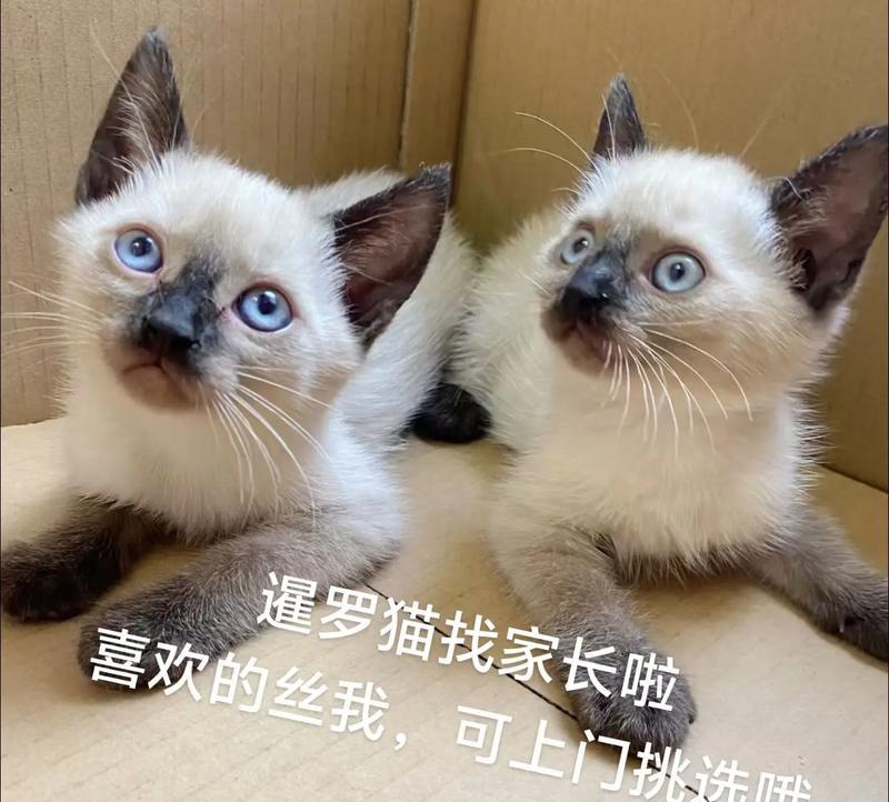 暹罗猫三个月大时应该喂多少猫粮？