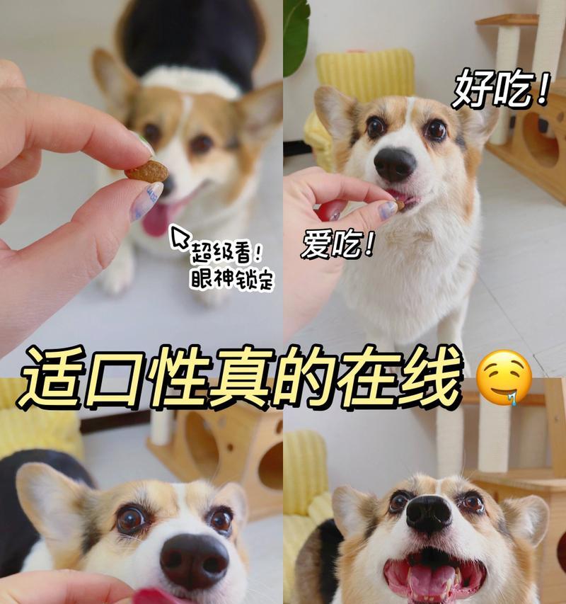 老年犬狗粮对幼犬有害吗？幼犬误食会有生命危险吗？