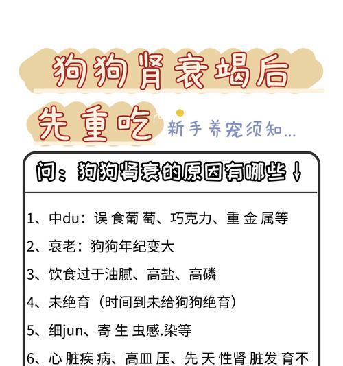 比熊适合吃哪种肝？对健康有何影响？