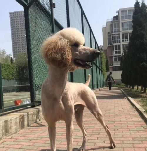 贵宾犬为何成为昂贵犬种？最贵贵宾犬排名是怎样的？