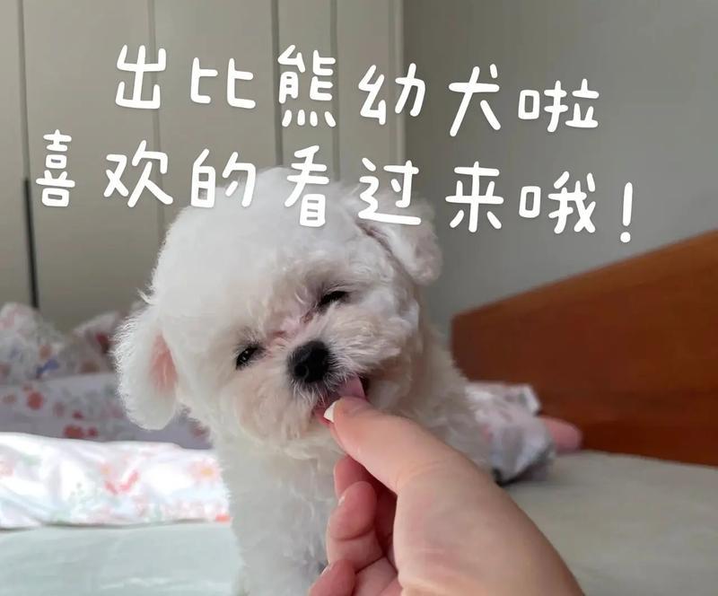 3个月比熊吃幼犬粮还需要泡吗？泡狗粮的正确方法是什么？