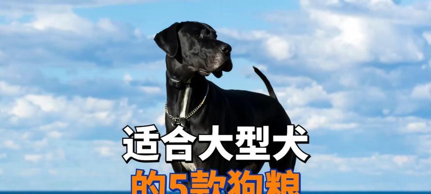 秋田犬应该吃中型犬还是大型犬狗粮？哪种更适合？