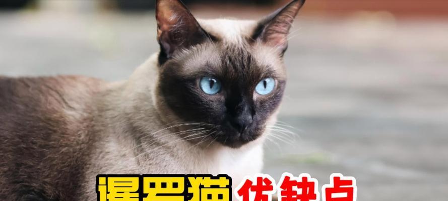 暹罗猫9个月大时偏爱哪款猫粮？如何挑选合适的食物？