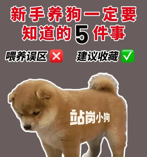 中型犬幼犬每次喂食量是多少克？如何确定？