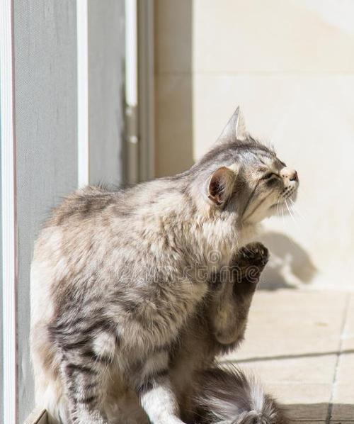 猫在动物分类中属于家畜吗？