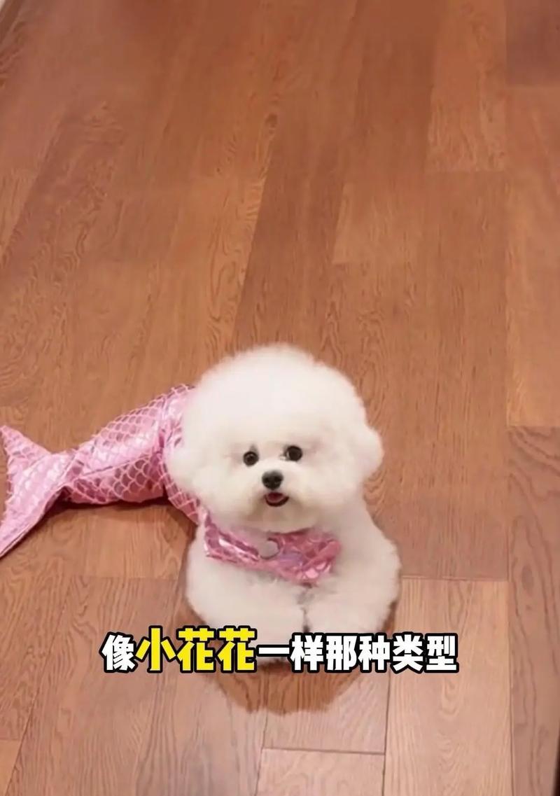 比熊犬散养和圈养哪种更好？各自的优缺点是什么？