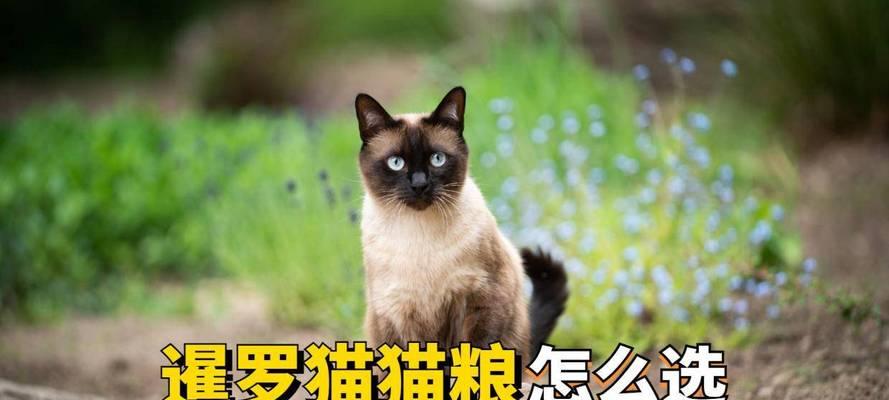 六个月的暹罗猫一天吃多少克猫粮合适？如何计算？