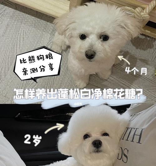 两个月比熊犬食用西兰花的安全性如何？