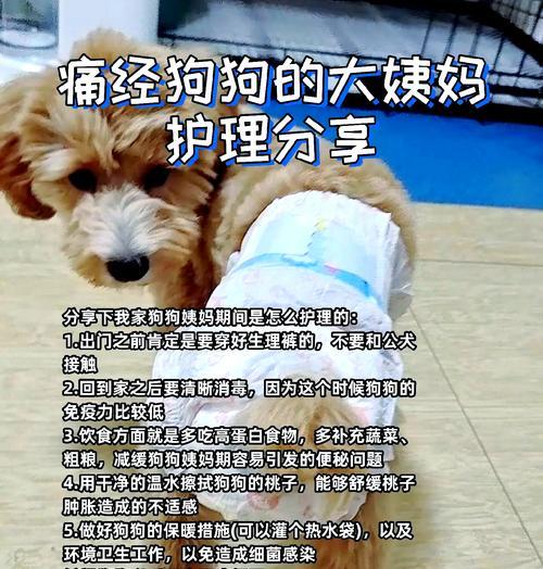 泰迪贵宾犬作为陪护犬的优势是什么？如何训练？