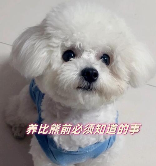 比熊幼犬可以喂鹌鹑蛋吗？喂食鹌鹑蛋对比熊幼犬有什么影响？