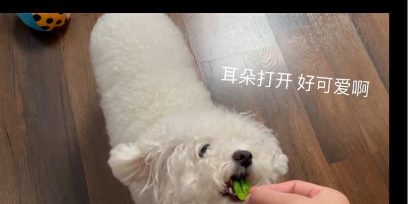 小比熊可以吃青菜吗？如何正确地给它们添加蔬菜？