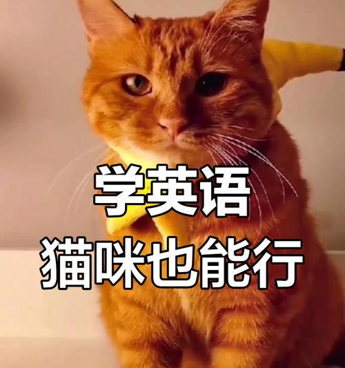 猫在英语中是宠物还是家畜的表达方式？