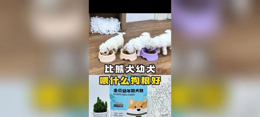 三月龄比熊犬每次喂食量应是多少？