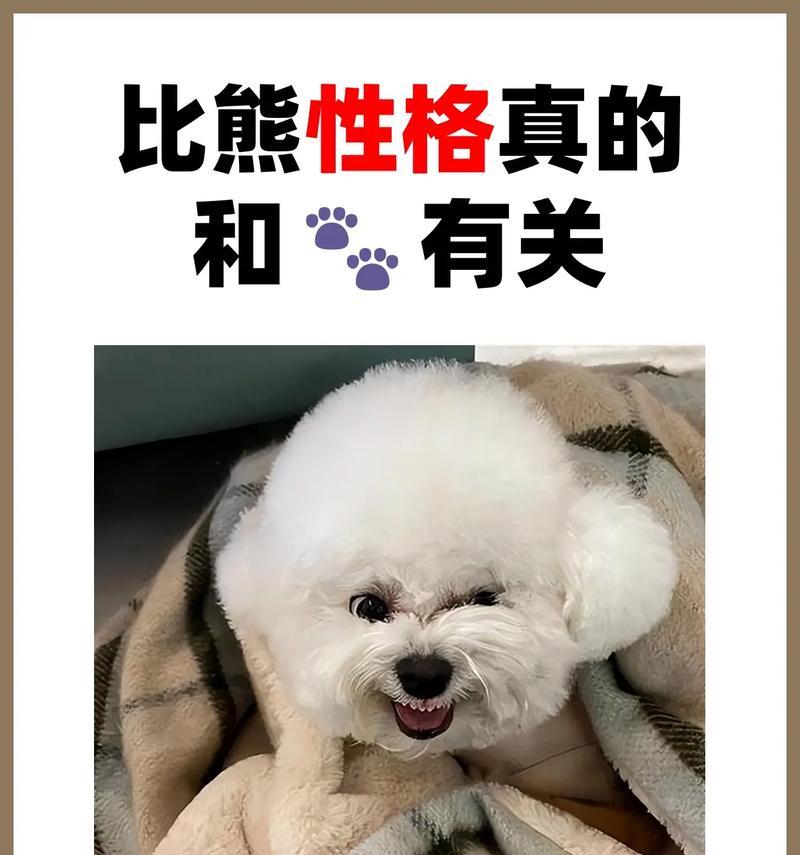 提子对比熊犬安全吗？比熊犬吃提子有什么风险？