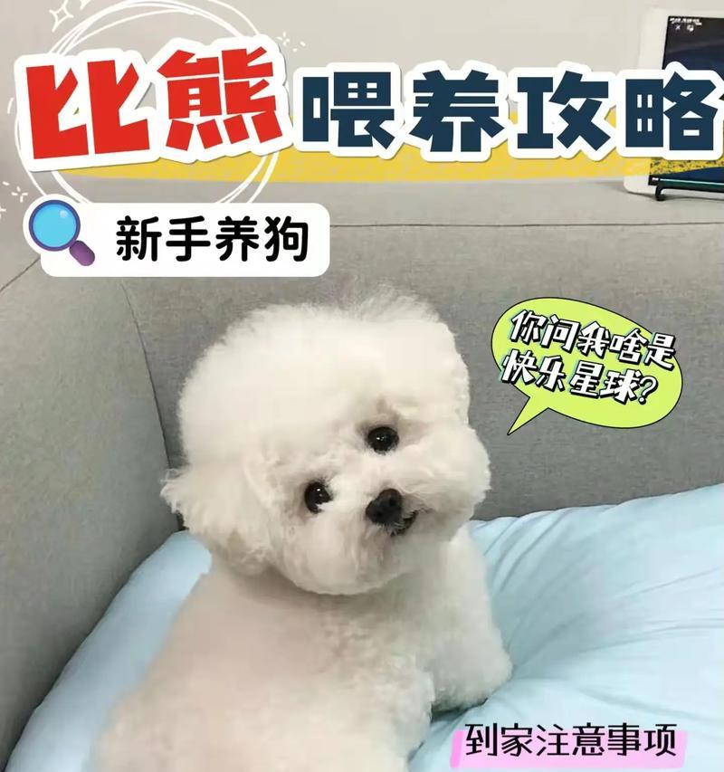 比熊幼犬换狗粮需要强制性吗？如何安全过渡？