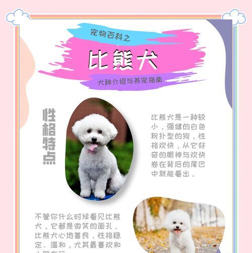 比熊幼犬换狗粮需要强制性吗？如何安全过渡？