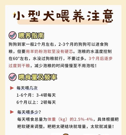 两个月小比熊的喂食频率和量是多少？