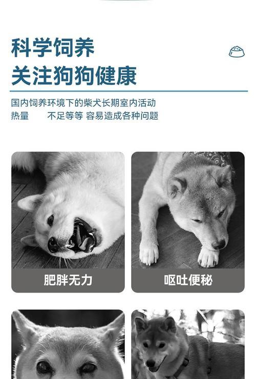 秋田犬适合吃的狗粮品种有哪些？如何选择最适合的？