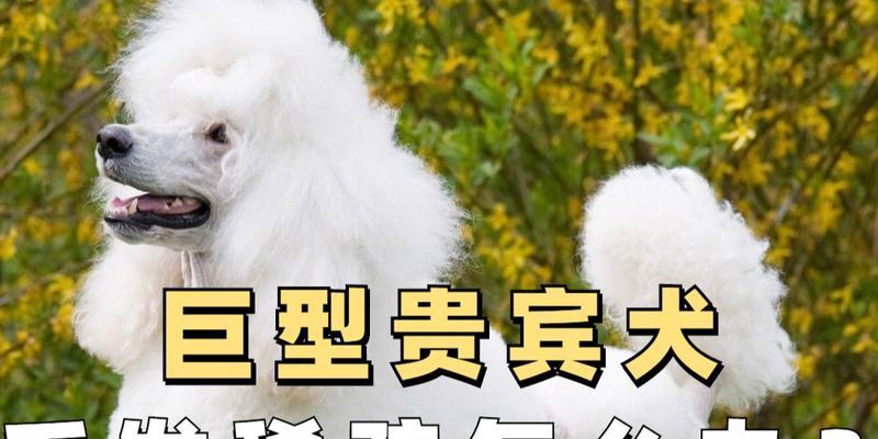 贵宾犬聊天壁纸哪里找？如何挑选适合贵宾犬的壁纸？