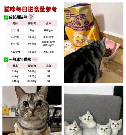 幼猫吃猫粮应该间隔多久一次？如何安排喂食计划？