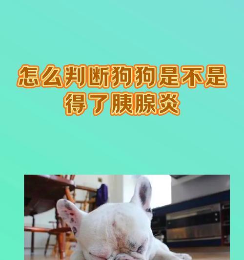 狗狗不习惯吃狗粮和喝水怎么办？有效训练方法是什么？