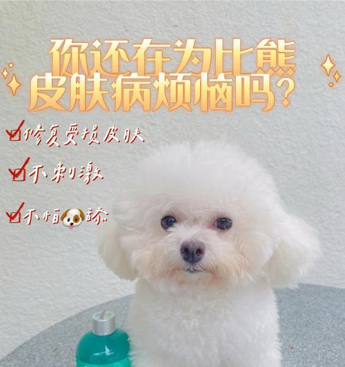 比熊得了犬弓蛔虫病怎么办？能治好吗？