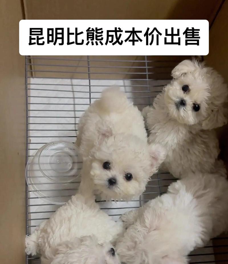 小比熊可以吃圆生菜吗？这对它们有好处吗？