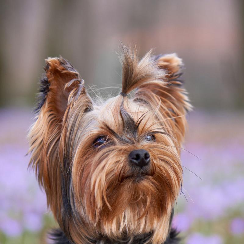 小型贵宾犬起源于哪个国家？小型贵宾犬有哪些特点？