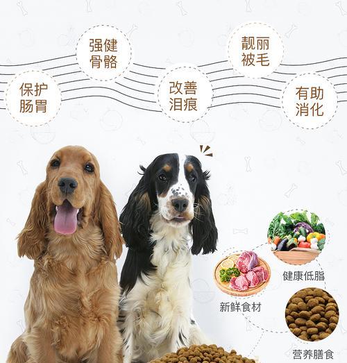 比熊可以吃猪肉末炖白菜吗？有什么需要注意的吗？