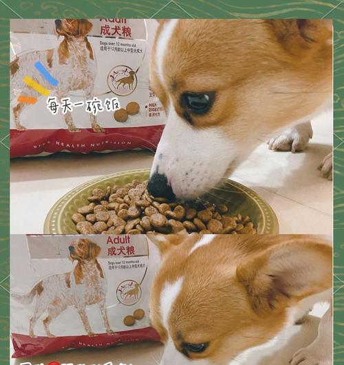 中型犬喂食量如何确定？一次喂多少狗粮最合适？