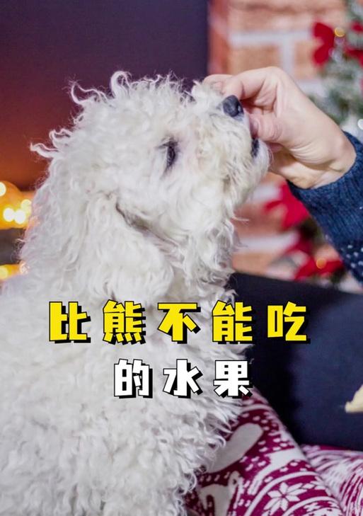 比熊幼犬喂食指南：50天大适合喂哪些水果？