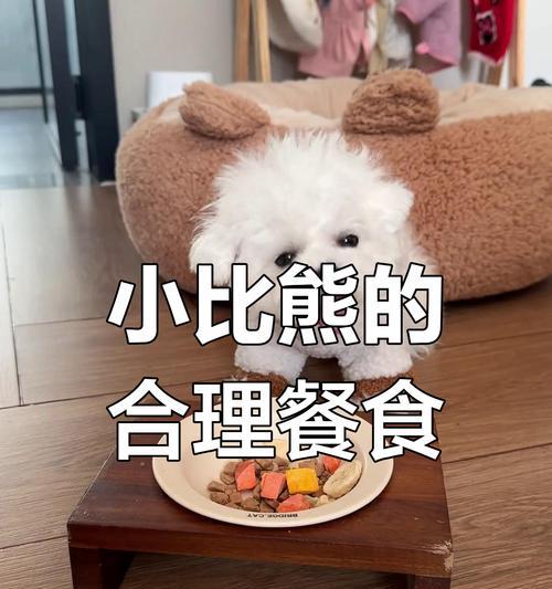 比熊犬适合吃清淡面条吗？