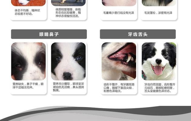 比熊幼犬换狗粮的正确时机是什么时候？每天应该喂多少克？