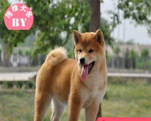 幼型赤柴犬的价格是多少？购买时应注意哪些问题？