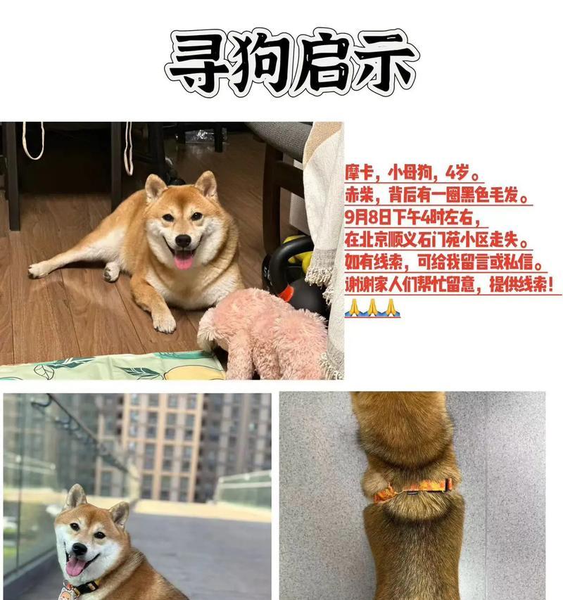 幼型赤柴犬的价格是多少？购买时应注意哪些问题？