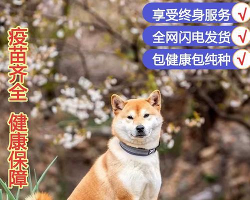 幼型赤柴犬的价格是多少？购买时应注意哪些问题？