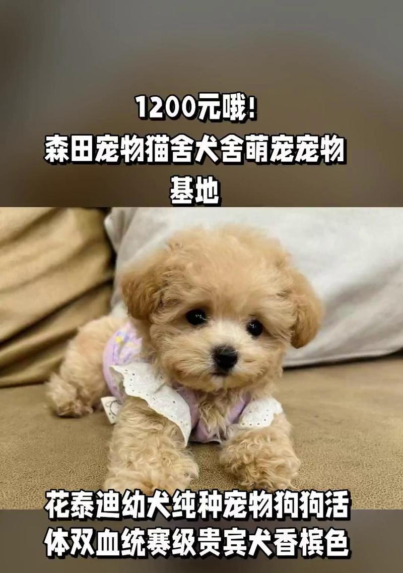 泰迪狗的价格范围是多少？