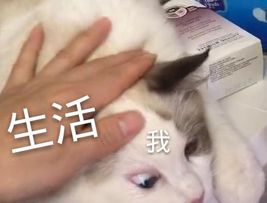 狗偷吃猫粮怎么办？如何防止这种情况发生？