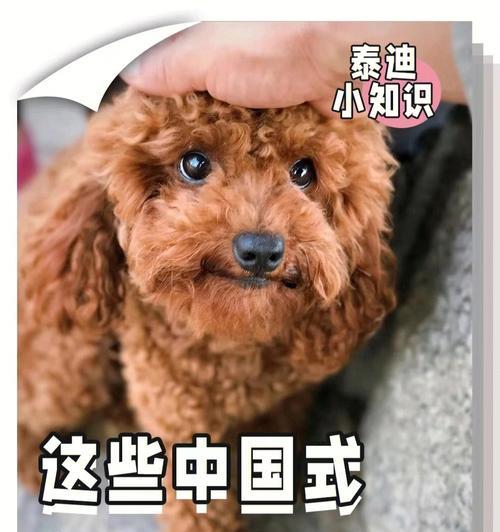 泰迪狗能活100年吗多少钱？泰迪犬的寿命和价格之间有关系吗？