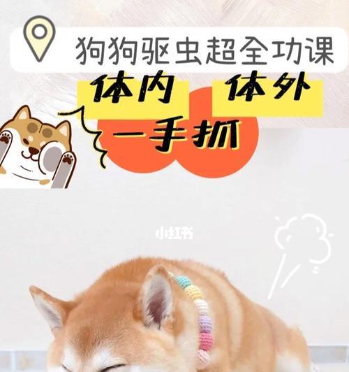 5个月8斤柴犬吃多少驱虫药？如何正确进行驱虫？