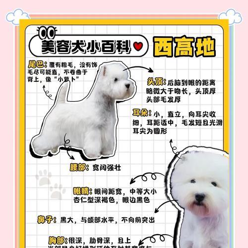 哪些小型犬品种有长白毛？它们的护理要点是什么？