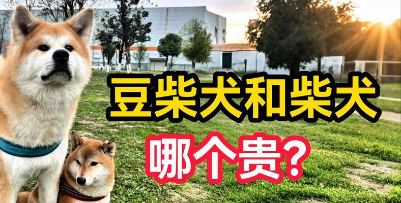 凑齐一支柴犬需要多少人民币？购买时应注意哪些问题？