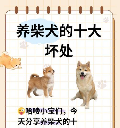 饲养柴犬需要多少消费？如何合理规划柴犬的日常开销？